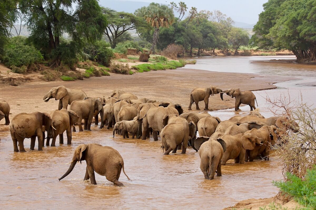 naked wilderness elephants